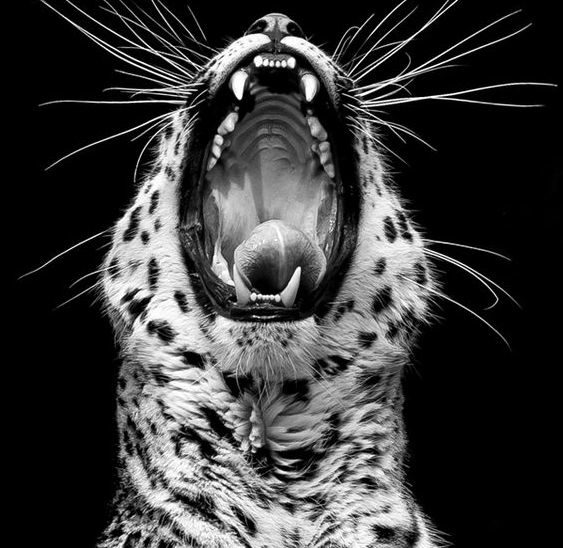 bigcat-itsmypleasure