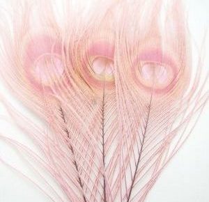 feather